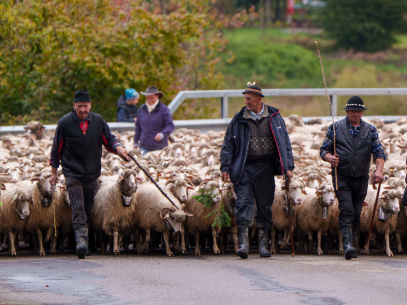 baca i juhasi podczas redyku w Wysowej