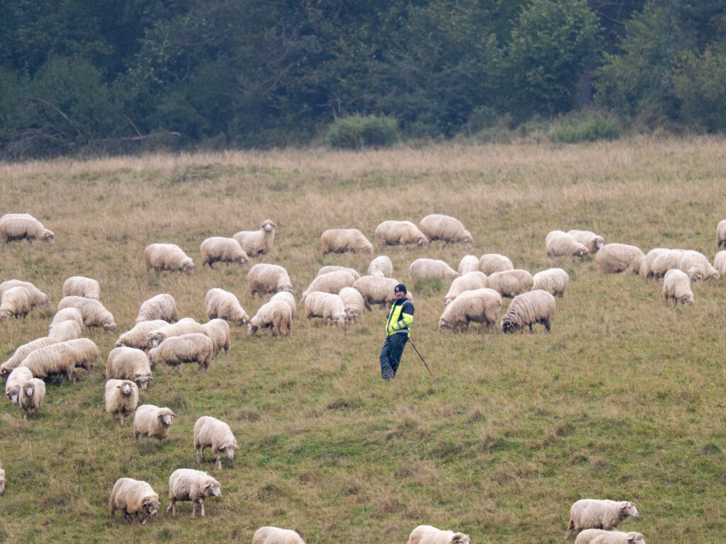 przygotowanie do redyku