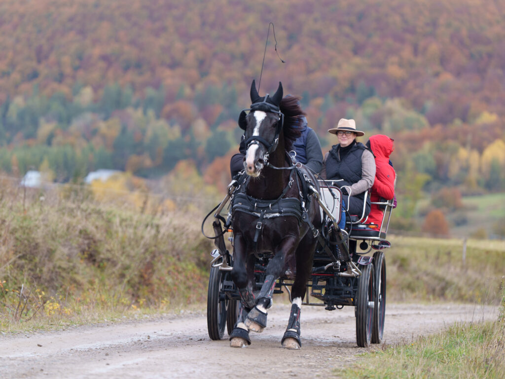 czesc fotorelacji ze spędu koni huculskich w regietowie
