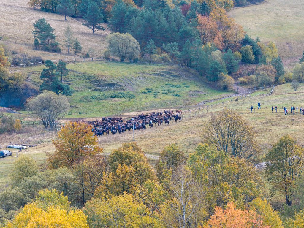 tabun koni przygotowanych do spędu z pastwisk - widać tez grupkę fotografów czekających na rozpoczęcie wydarzenia - wykonane dronem